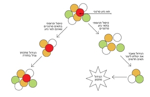 הטיפול המקובל כיום פוגע ברוב התאים הסרטניים, ולכן גורם להתכווצות הגידול. אבל תאי הגזע הסרטניים עמידים ברובם לטיפול זה, וגורמים להתפתחות מחודשת של הגידול. טיפול שיפגע בתאי הגזע הסרטניים ימנע מהגידול להופיע מחדש, ויאפשר החלמה מלאה. 